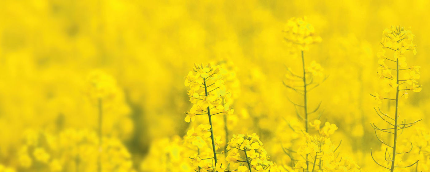 Canola field