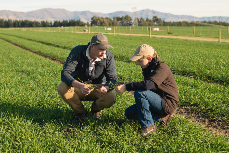 Grower Nichol Farming page image3