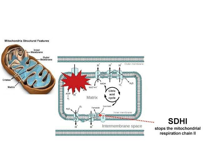 CA cucles where SDHI acts