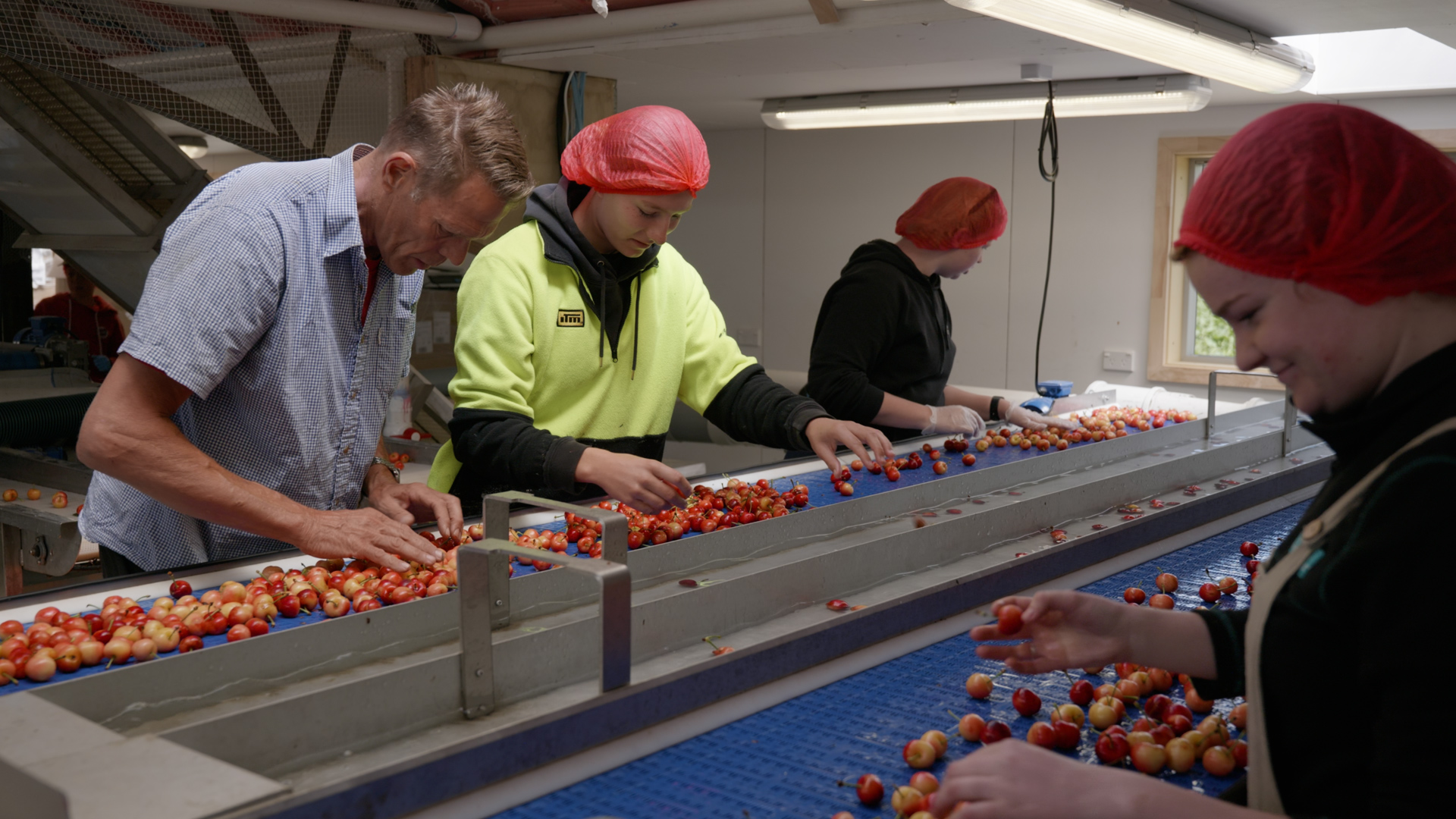 4 people sorting cherries in a factory