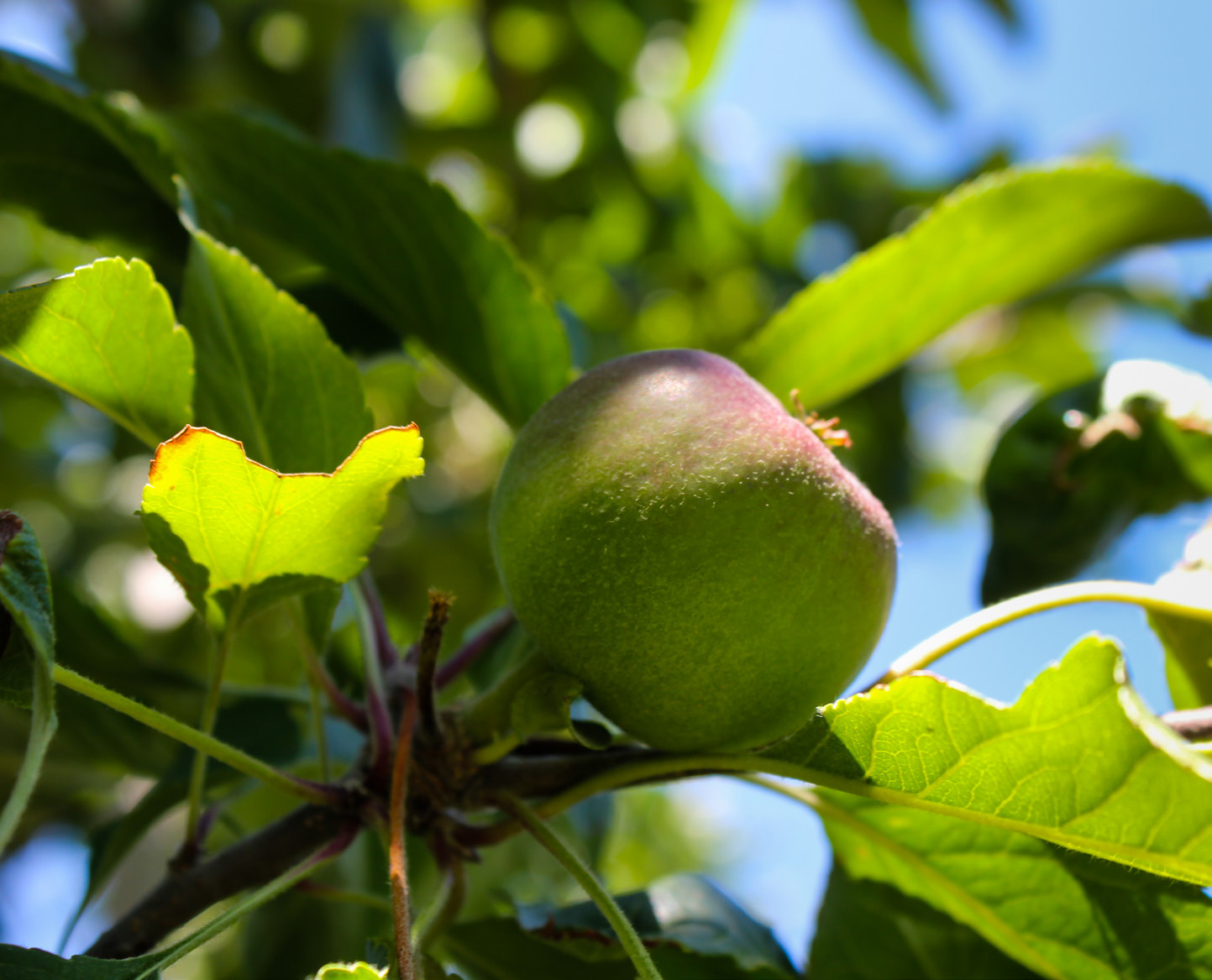 a green apple in a tree