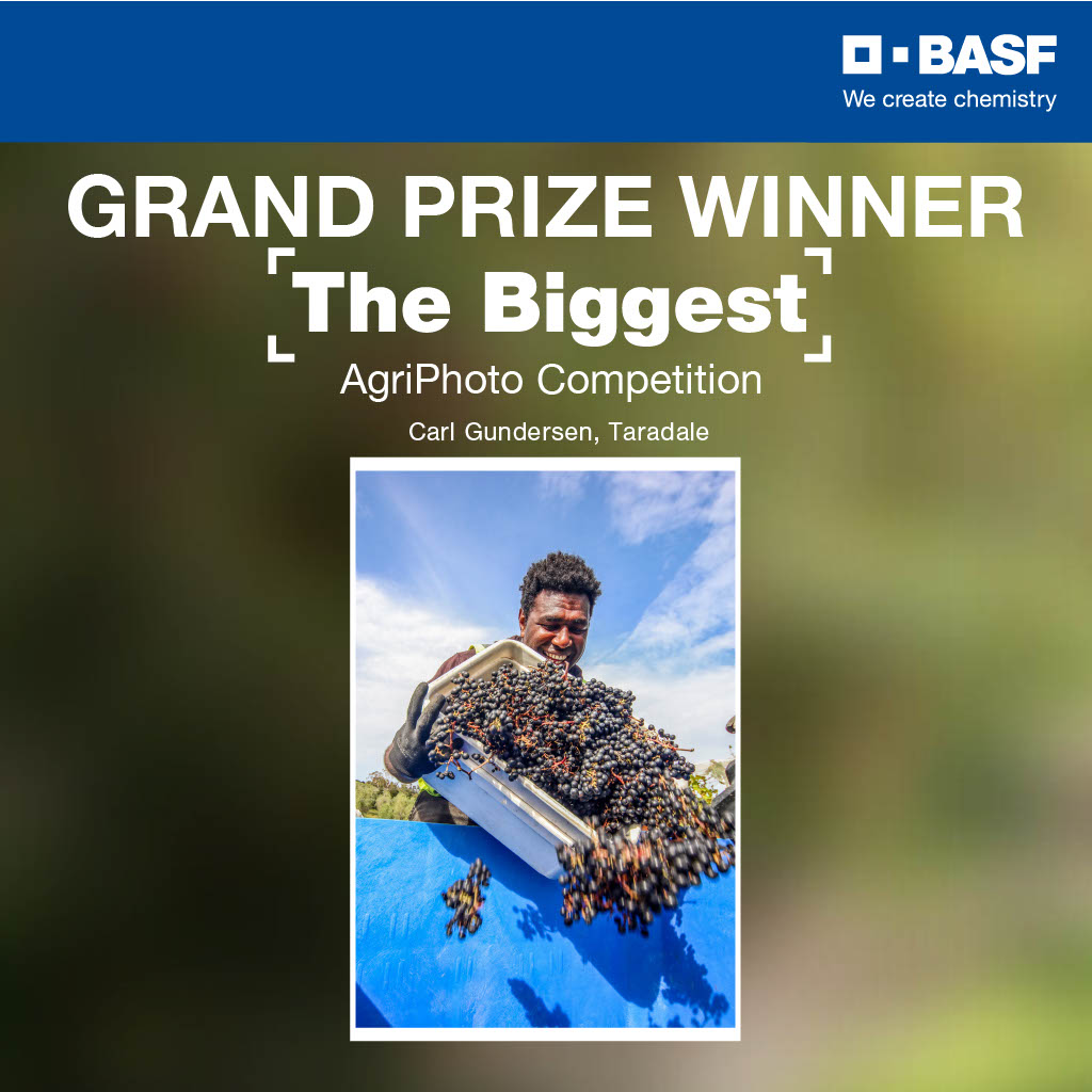 A man pouring grapes into a blue bucket with the words Grand Prize Winner above him