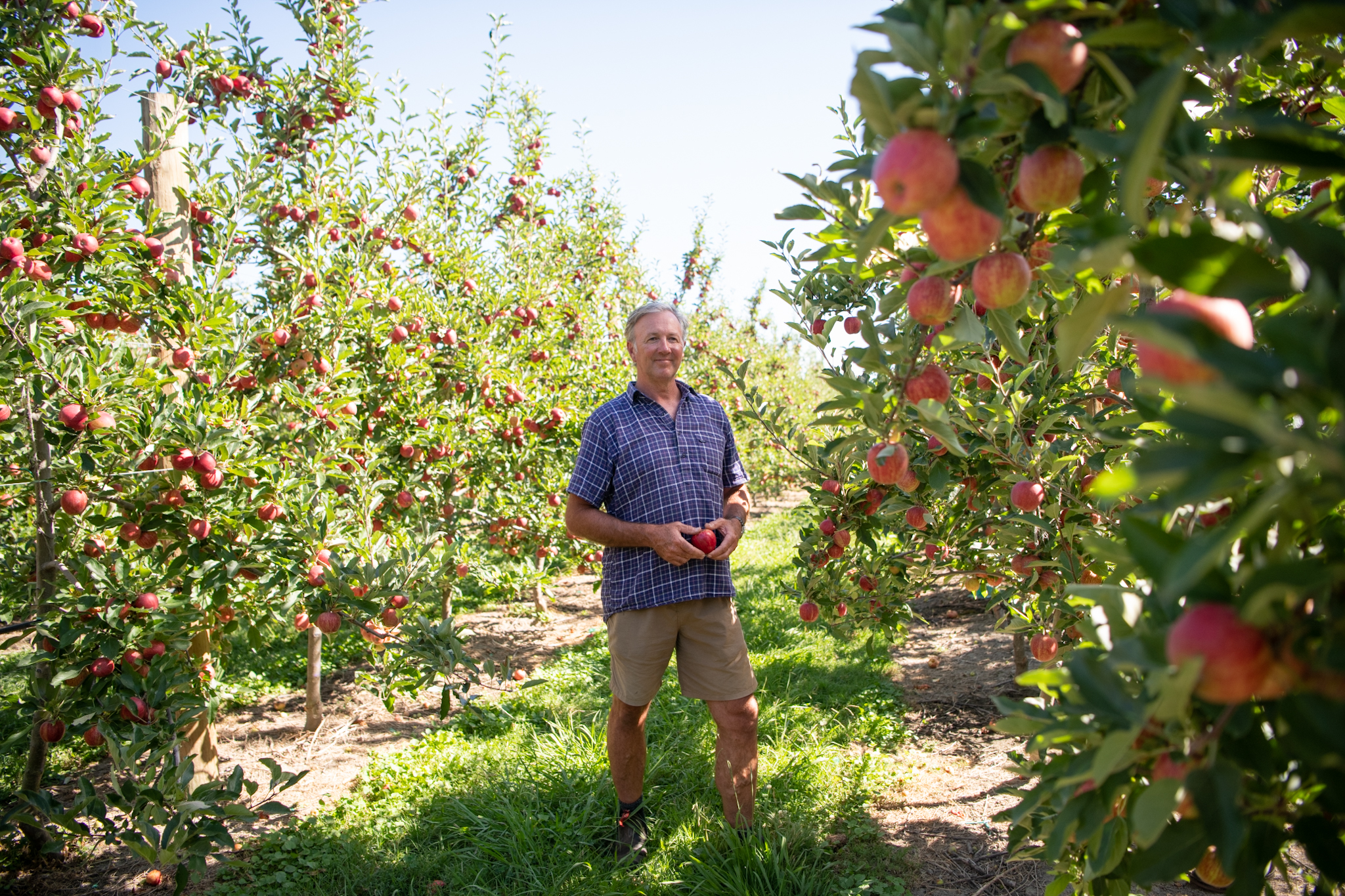 NZ Apple Orchard