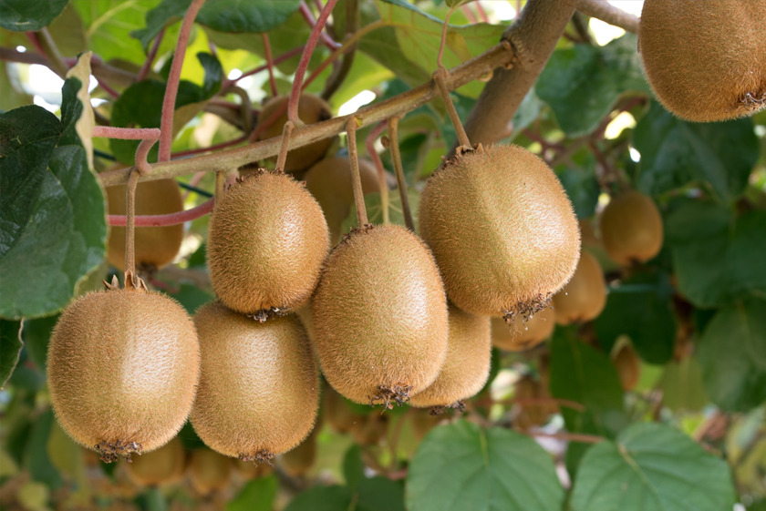 Sercadis Kiwifruit Image