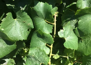 Diverse, effective and sustainable powdery mildew control in grapes