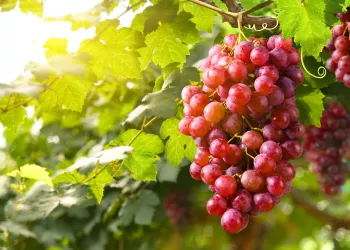 red grapes in a vineyard