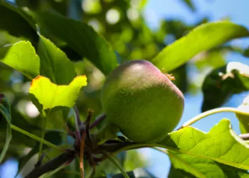 a green apple on a tree