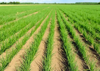 Sown onions plants in converging long rows in a field